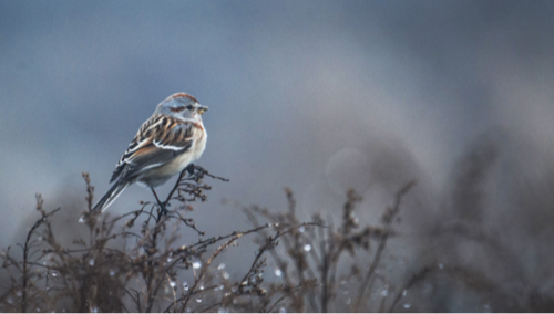 УЛААНБААТАРТ +3 ХЭМ ДУЛААН